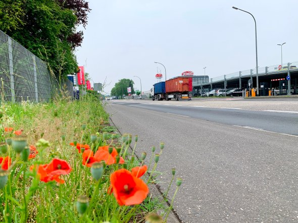 August-Horch-Straße 1 Das Bild zeigt die August-Horch-Straße in Koblenz, im Vordergrund blühen rote Mohnblumen.