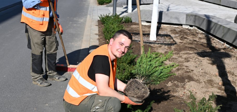 Die Unterpflanzung der Vogelkirschen in der Südallee mit immergrünen Eiben hat begonnen.