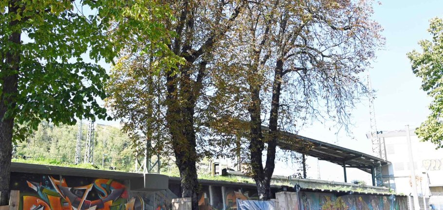 Die beiden rechten Rosskastanien müssen dem Fundament der neuen Lärmschutzwand entlang der Frankenstraße weichen.