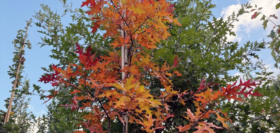 Ein Baum mit rötlichen gefärbten Blätter steht in einer Baumschule.